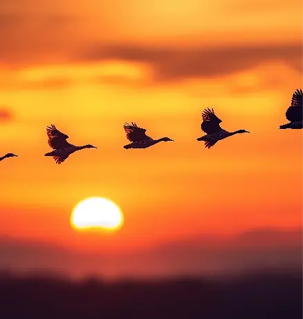 Parc des oiseaux